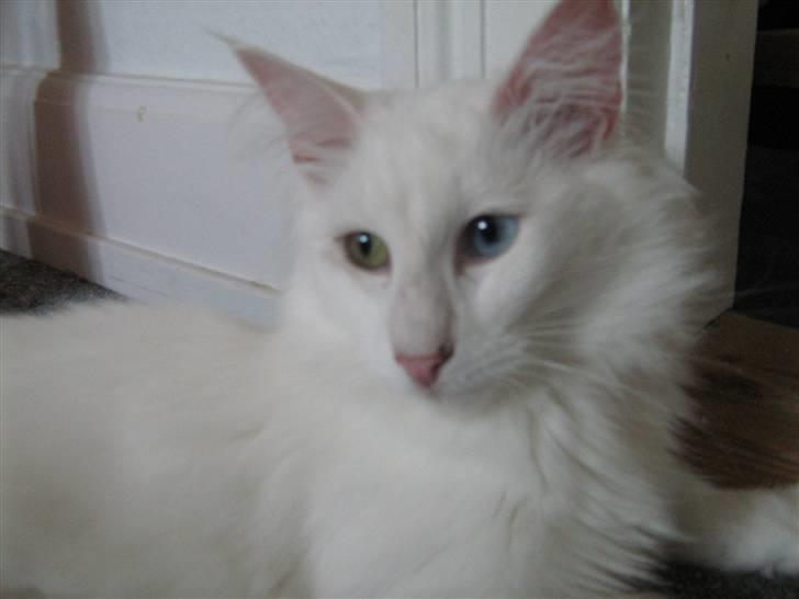 Norsk Skovkat DK Smithstone's Kimi billede 7