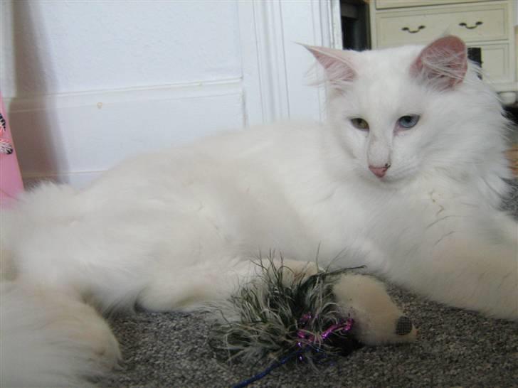 Norsk Skovkat DK Smithstone's Kimi billede 8