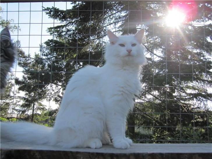 Norsk Skovkat DK Smithstone's Kimi billede 9