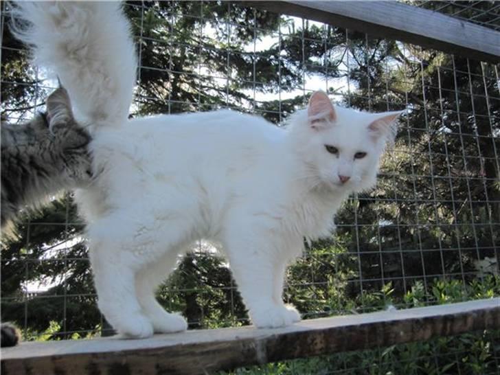 Norsk Skovkat DK Smithstone's Kimi billede 10