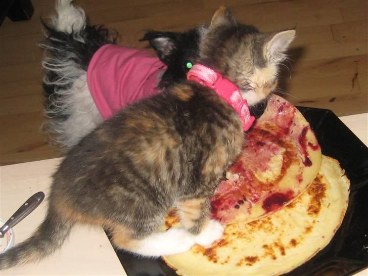 Blanding af racer miw - pandekage tyv billede 8