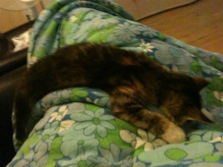 Blanding af racer miw - her sover miw på mine ben billede 9