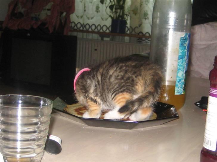 Blanding af racer miw - pandekage tyven billede 10