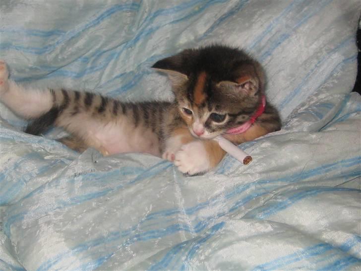 Blanding af racer miw - her stjal lide en smøg fra min søn billede 11