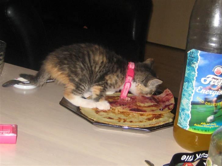 Blanding af racer miw billede 12