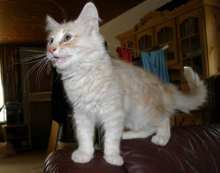 Norsk Skovkat Theen's Arcturus *R.I.P* billede 1