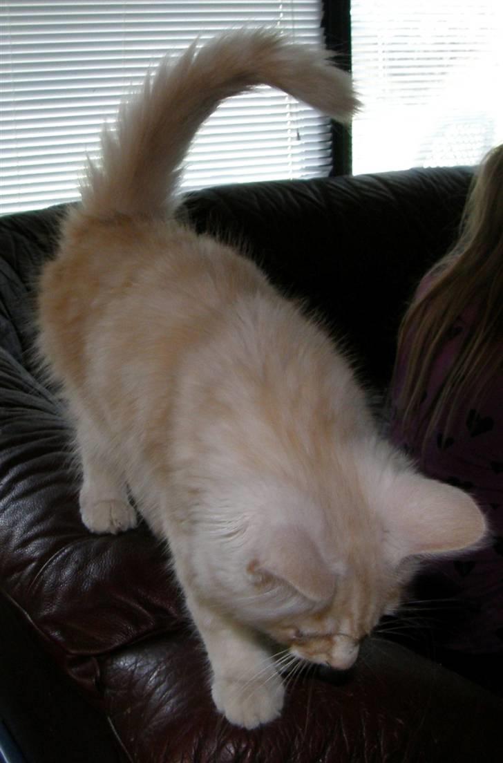 Norsk Skovkat Theen's Arcturus *R.I.P* billede 2