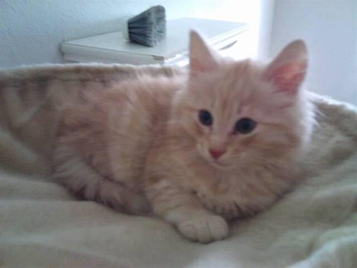 Norsk Skovkat Theen's Arcturus *R.I.P* billede 3