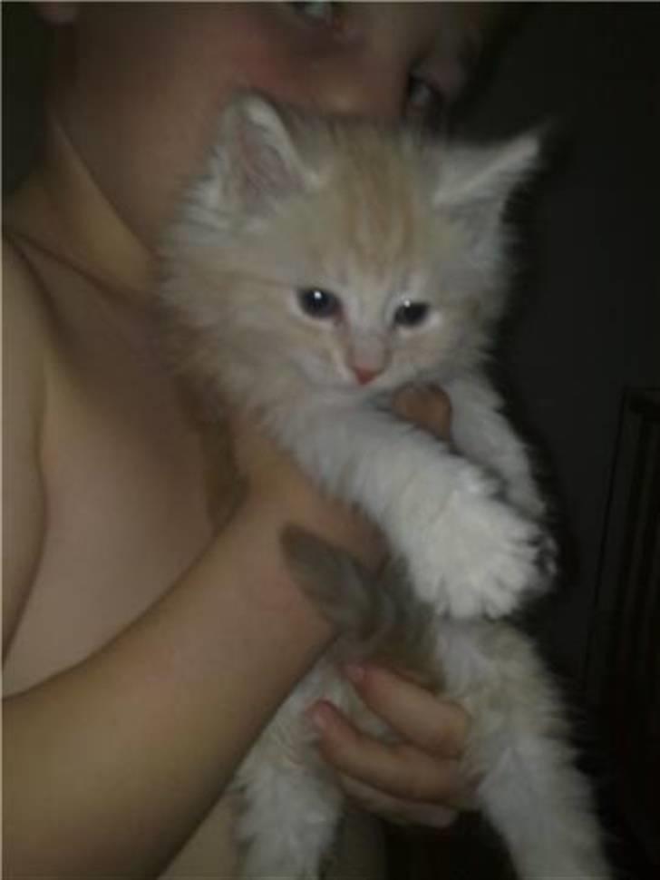 Norsk Skovkat Theen's Arcturus *R.I.P* billede 4