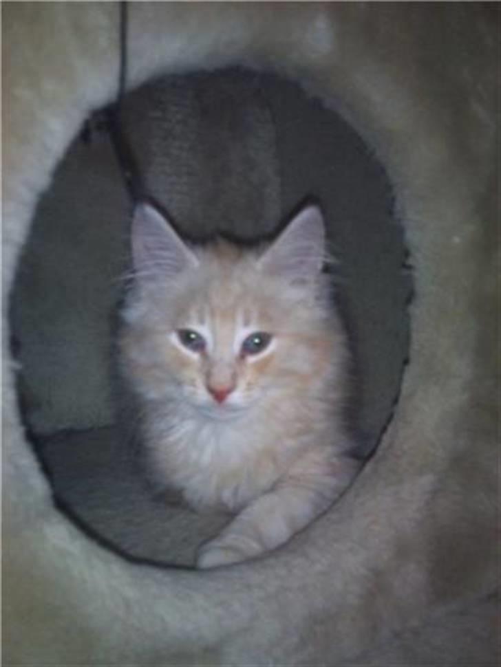 Norsk Skovkat Theen's Arcturus *R.I.P* billede 5