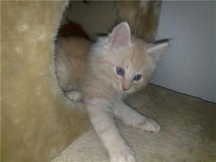 Norsk Skovkat Theen's Arcturus *R.I.P* billede 6