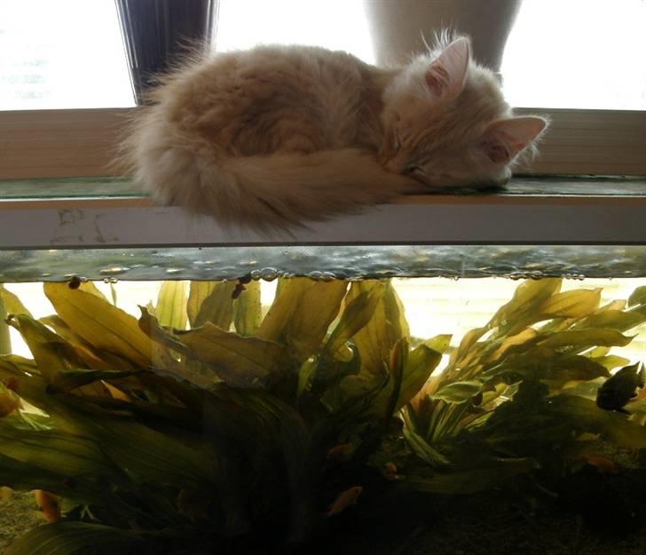 Norsk Skovkat Theen's Arcturus *R.I.P* billede 7