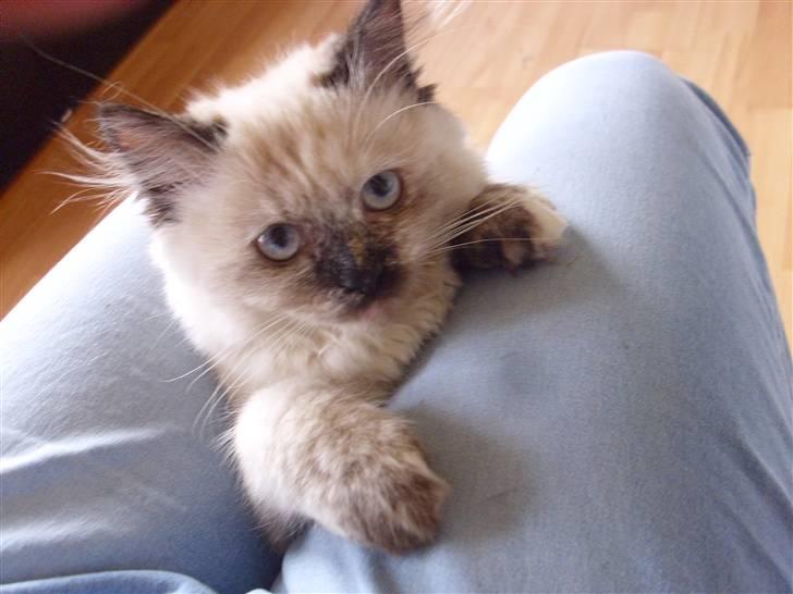 Blanding af racer Silke;) ny tekst billede 1