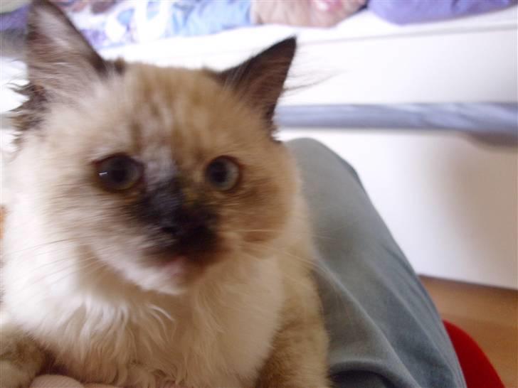 Blanding af racer Silke;) ny tekst billede 2