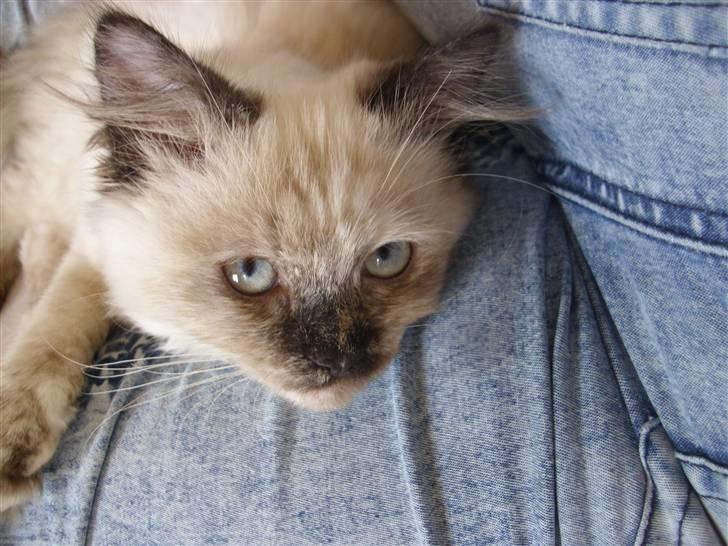 Blanding af racer Silke;) ny tekst billede 3