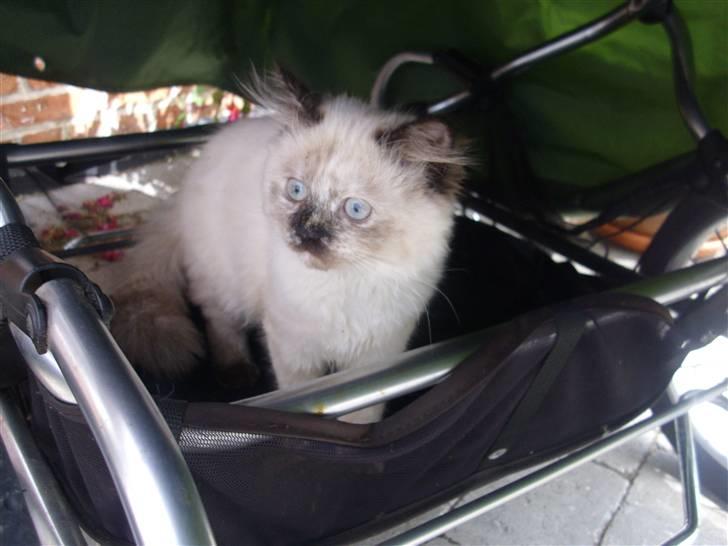 Blanding af racer Silke;) ny tekst billede 4