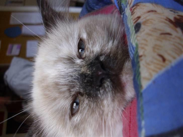 Blanding af racer Silke;) ny tekst billede 5