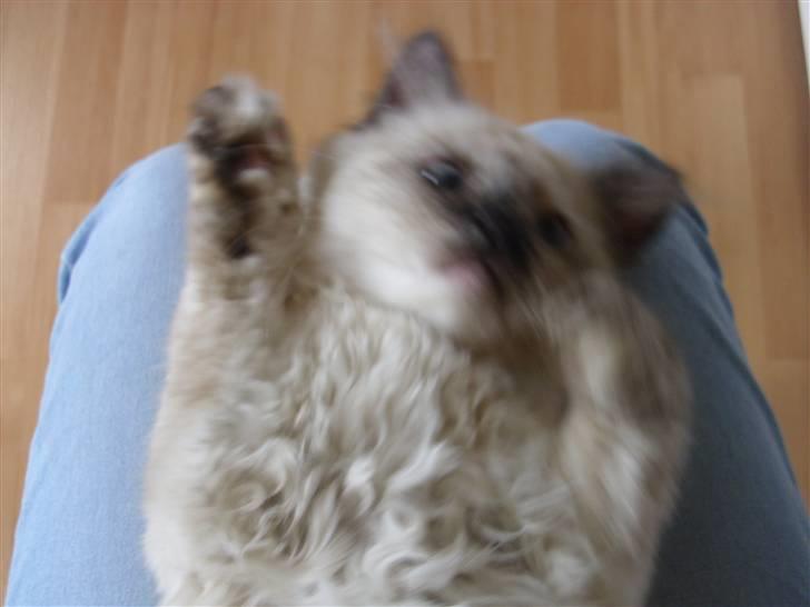 Blanding af racer Silke;) ny tekst billede 6