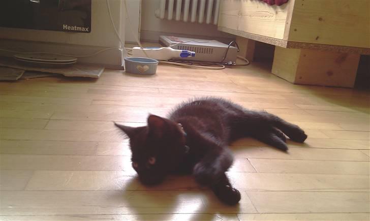 Blanding af racer Piv Piv - 10 uger gammel billede 10