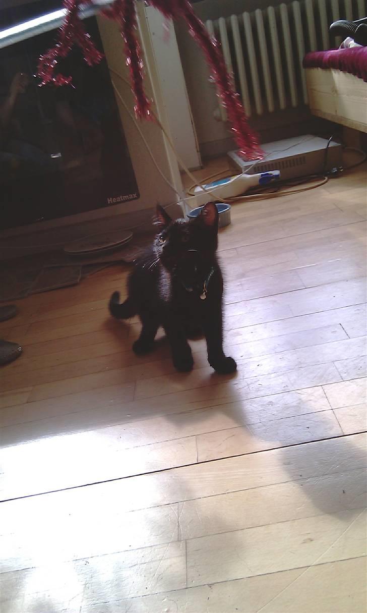 Blanding af racer Piv Piv billede 11