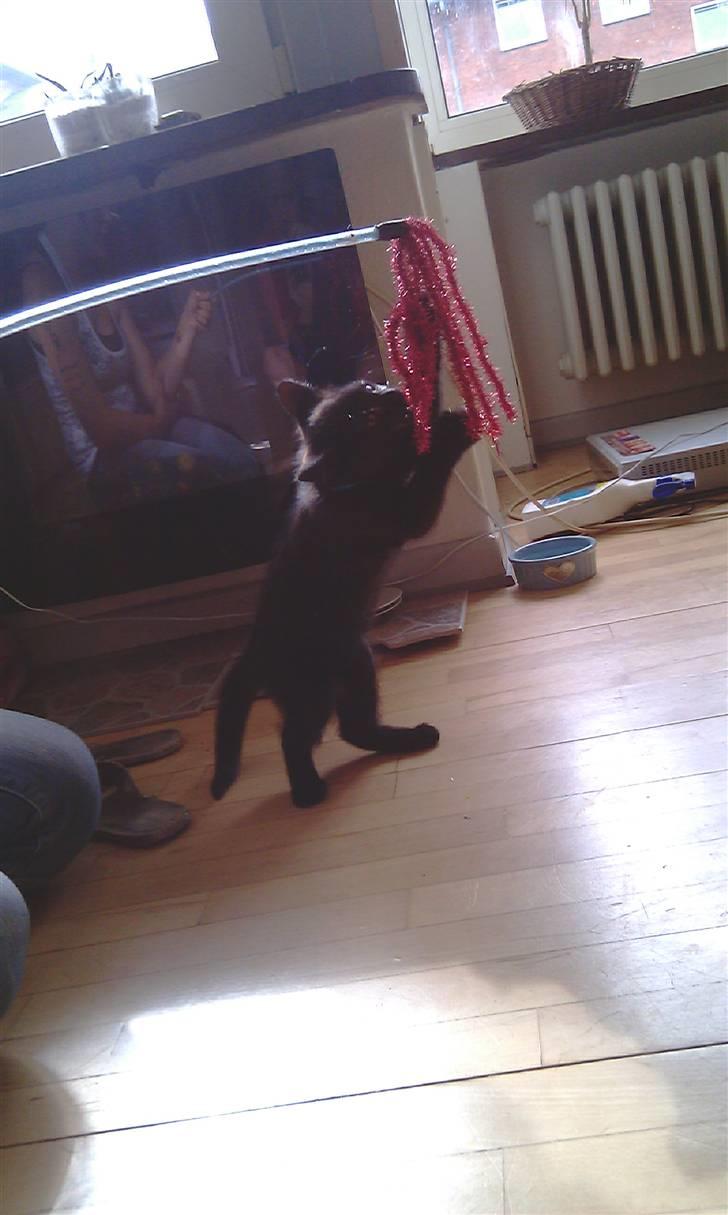 Blanding af racer Piv Piv billede 12