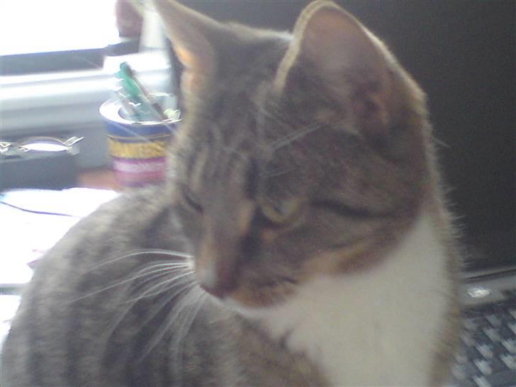 Huskat freja R.I.P - freja billede 1