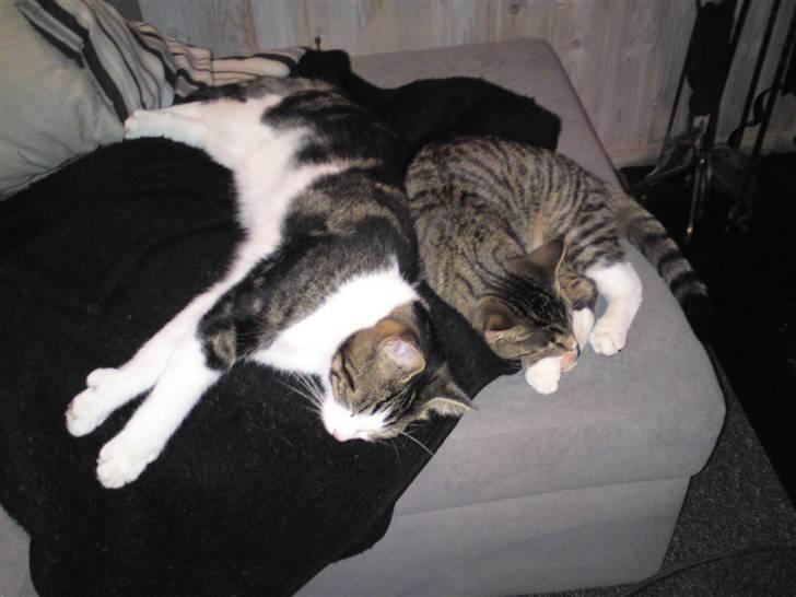 Huskat freja R.I.P - zzzzzz................ billede 2