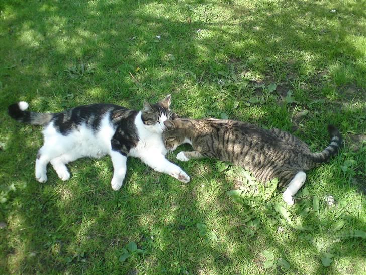 Huskat freja R.I.P - freja og lille- dreng billede 3