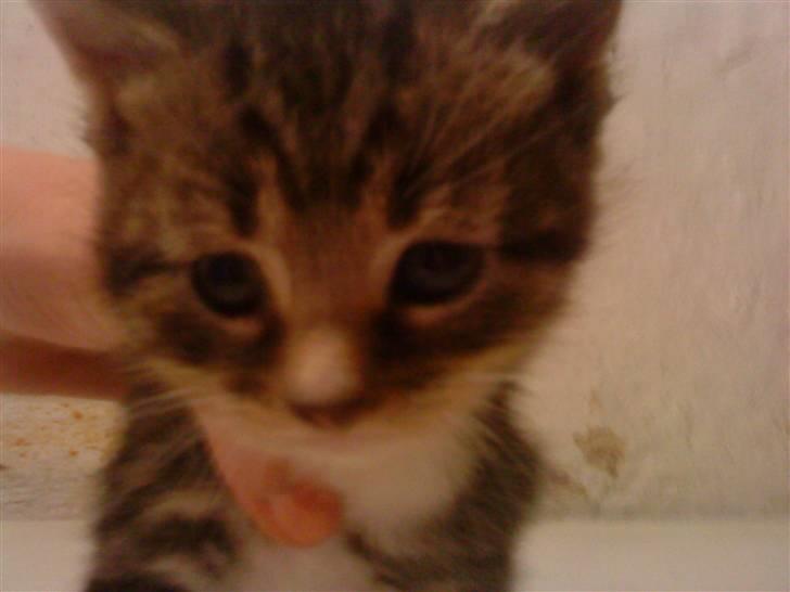 Huskat freja R.I.P - freja som killing billede 4