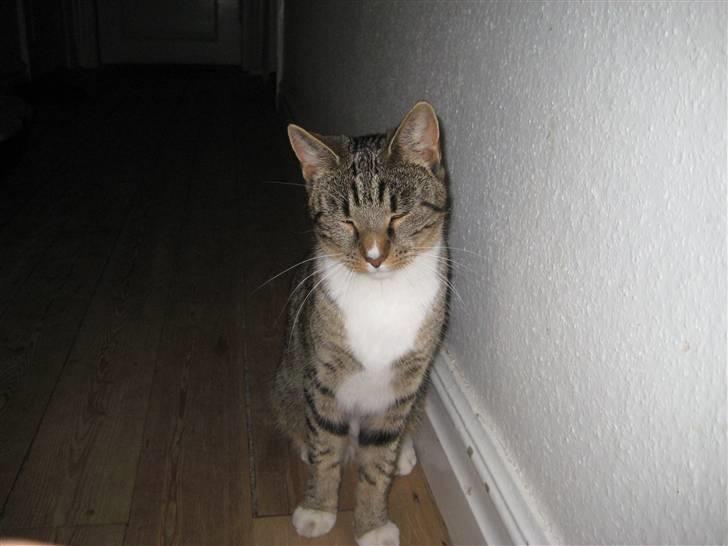 Huskat freja R.I.P billede 5