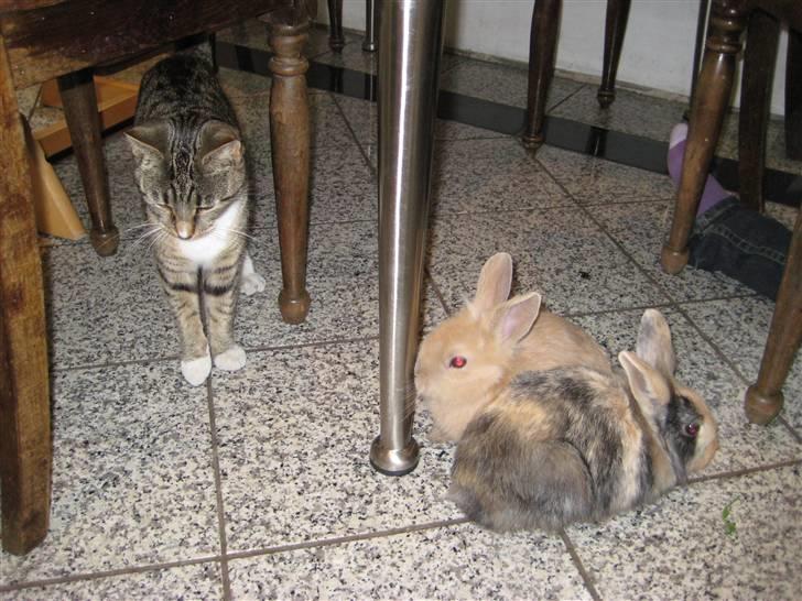 Huskat freja R.I.P billede 6