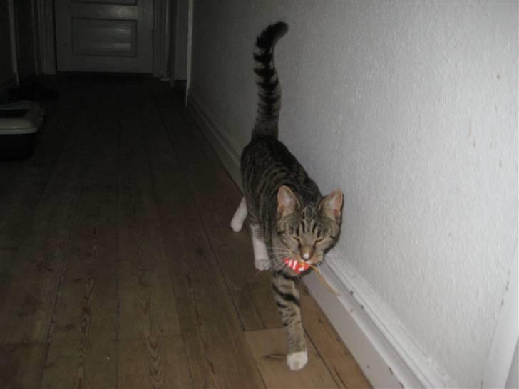 Huskat freja R.I.P billede 7