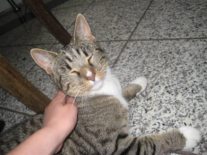 Huskat freja R.I.P billede 8