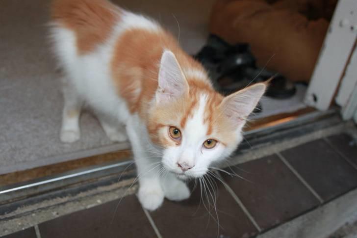 Maine Coon Oliver billede 1