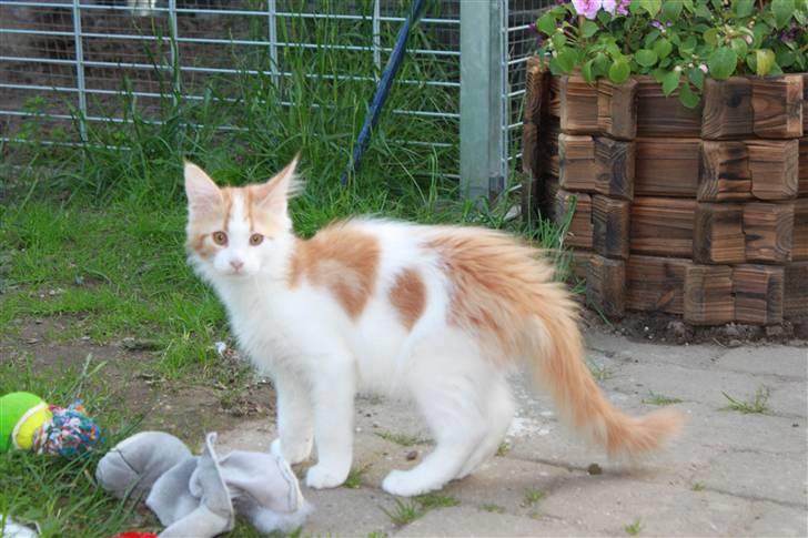 Maine Coon Oliver - Her ser jeg noget rigtig farligt, er jeg ikke stor billede 2