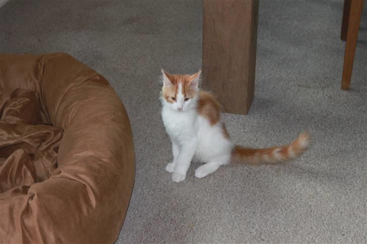 Maine Coon Oliver billede 3