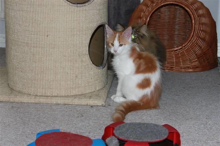 Maine Coon Oliver billede 4