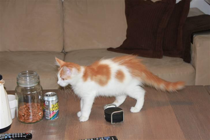 Maine Coon Oliver billede 5