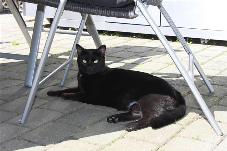 Huskat Lucky billede 6