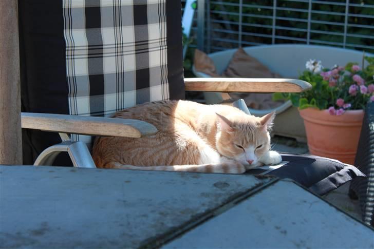 Blanding af racer Whisky billede 6