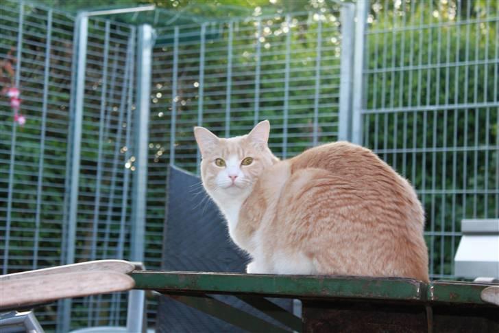 Blanding af racer Whisky billede 7