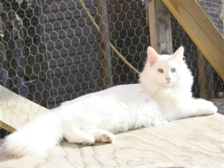 Norsk Skovkat Zalethco's Gandalf billede 1