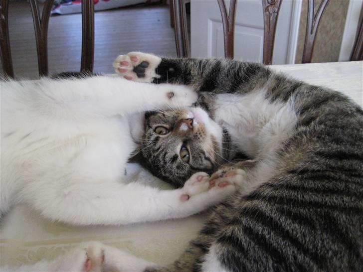 Huskat freja R.I.P - kuk kuk billede 9