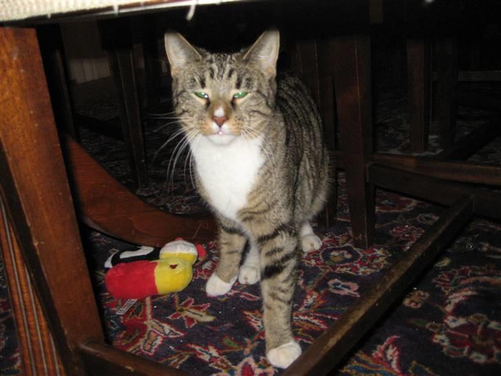 Huskat freja R.I.P billede 10