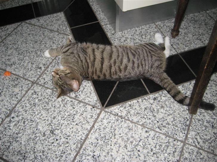 Huskat freja R.I.P billede 11