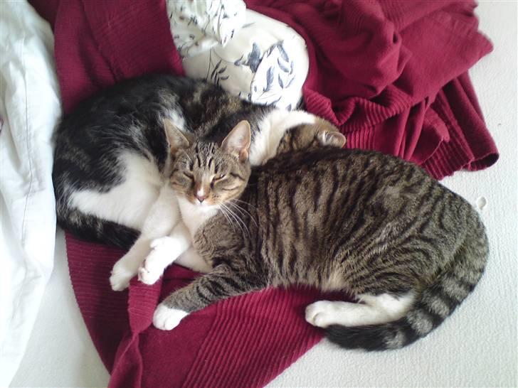 Huskat freja R.I.P billede 12