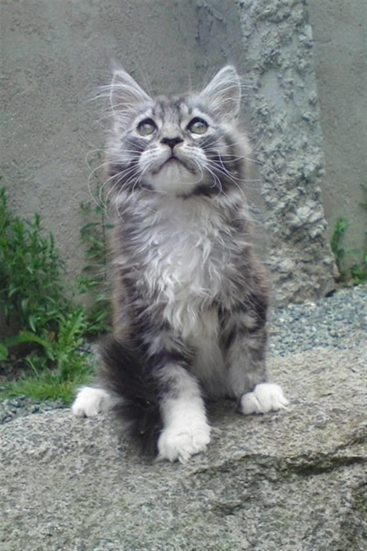 Maine Coon Lexus billede 1