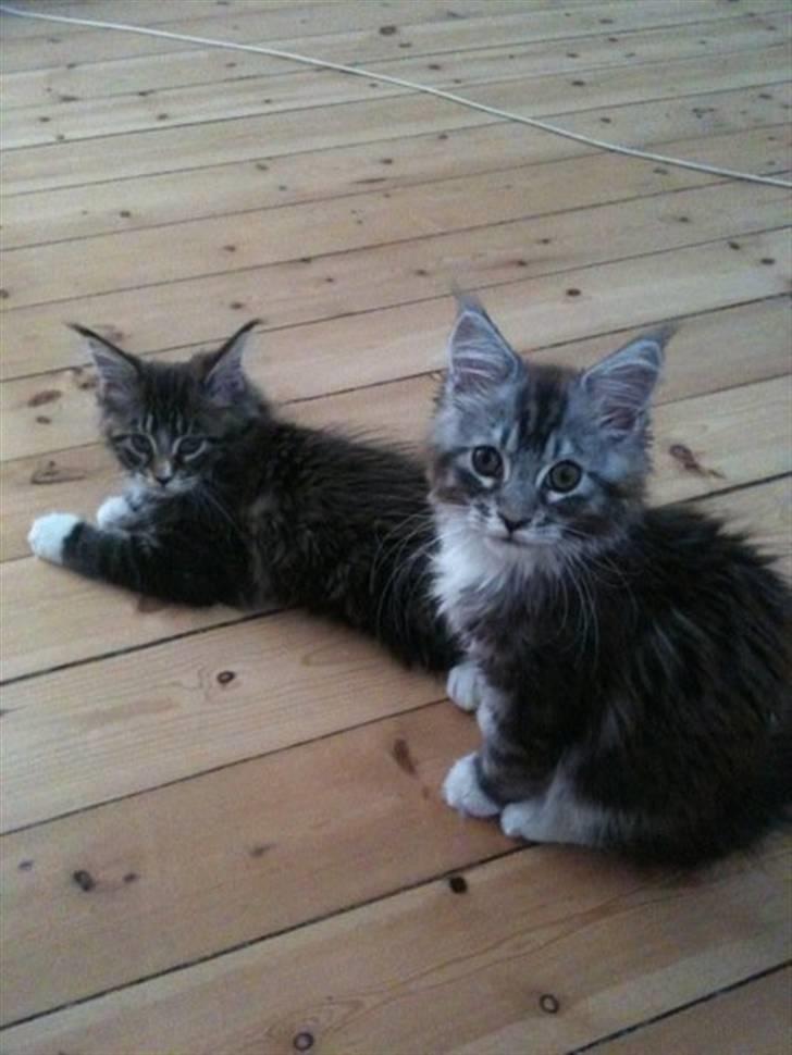 Maine Coon Lexus billede 2