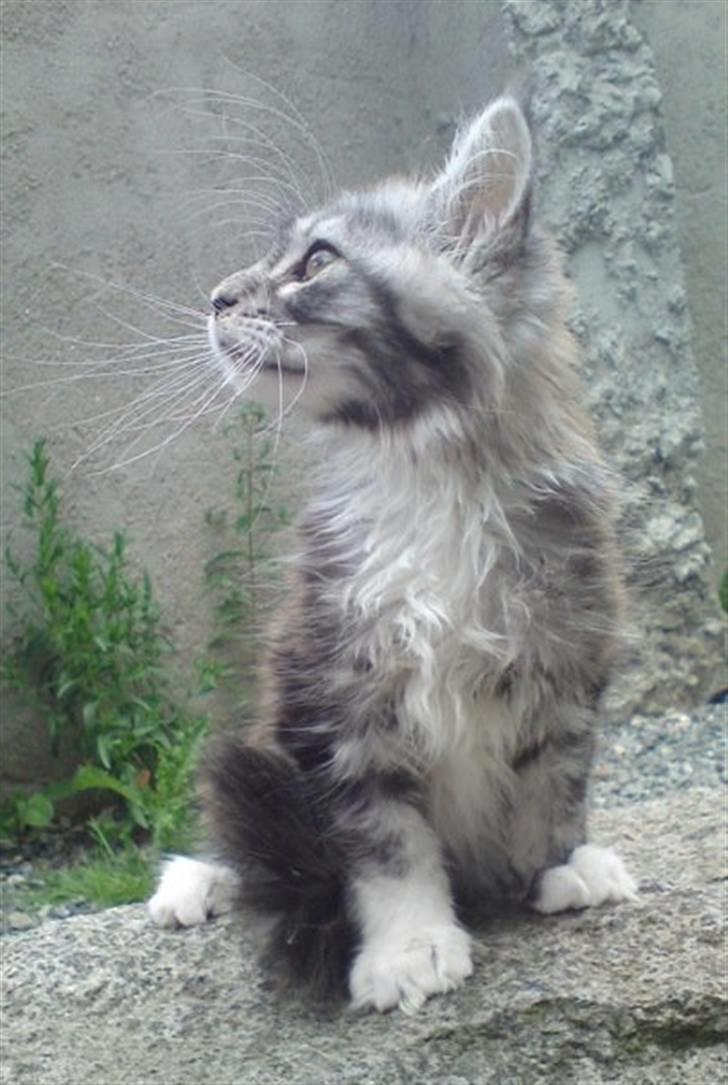 Maine Coon Lexus billede 3