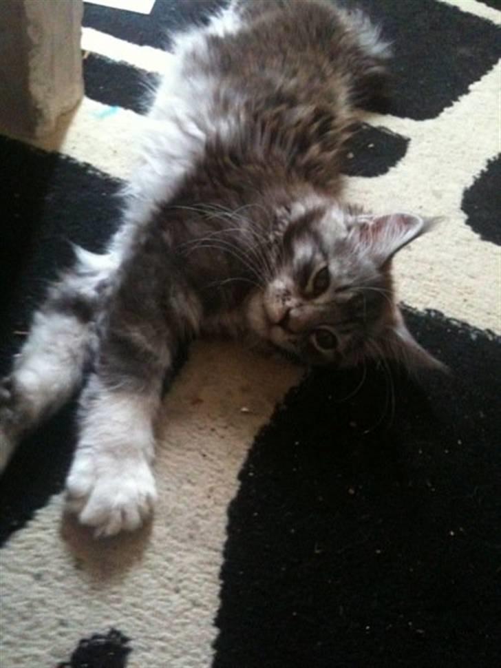 Maine Coon Lexus billede 4